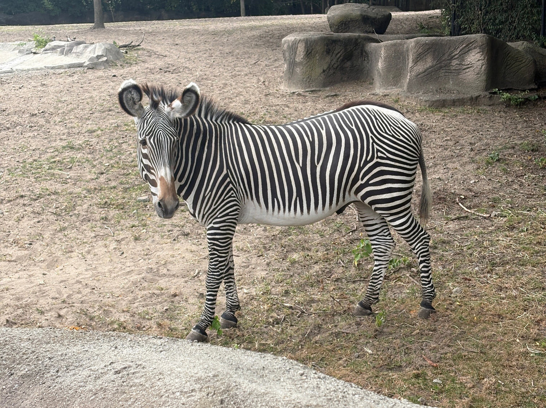 Detroit Zoo-罗亚尔奥克必去景点