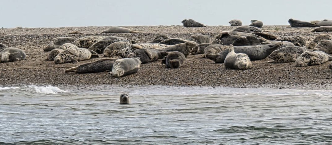 Ptarmigan Blakeney Point Seal Trips-布莱克尼必去景点