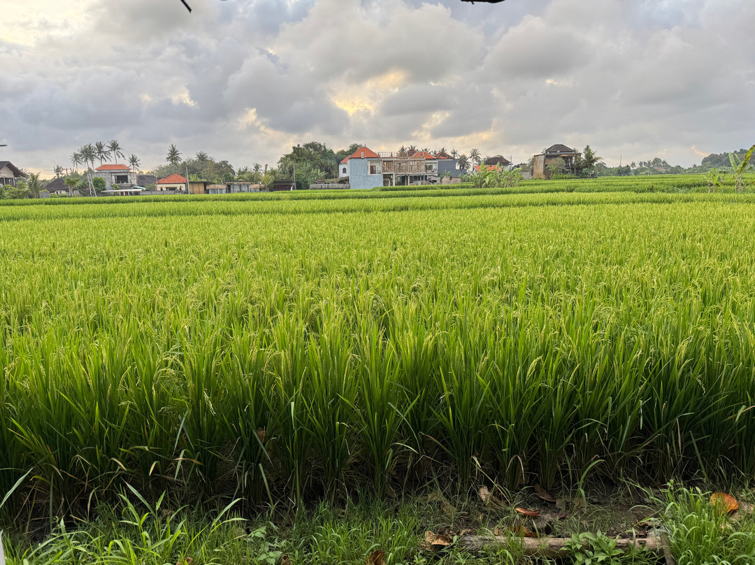 Bali Belin Tour-登巴萨必去景点