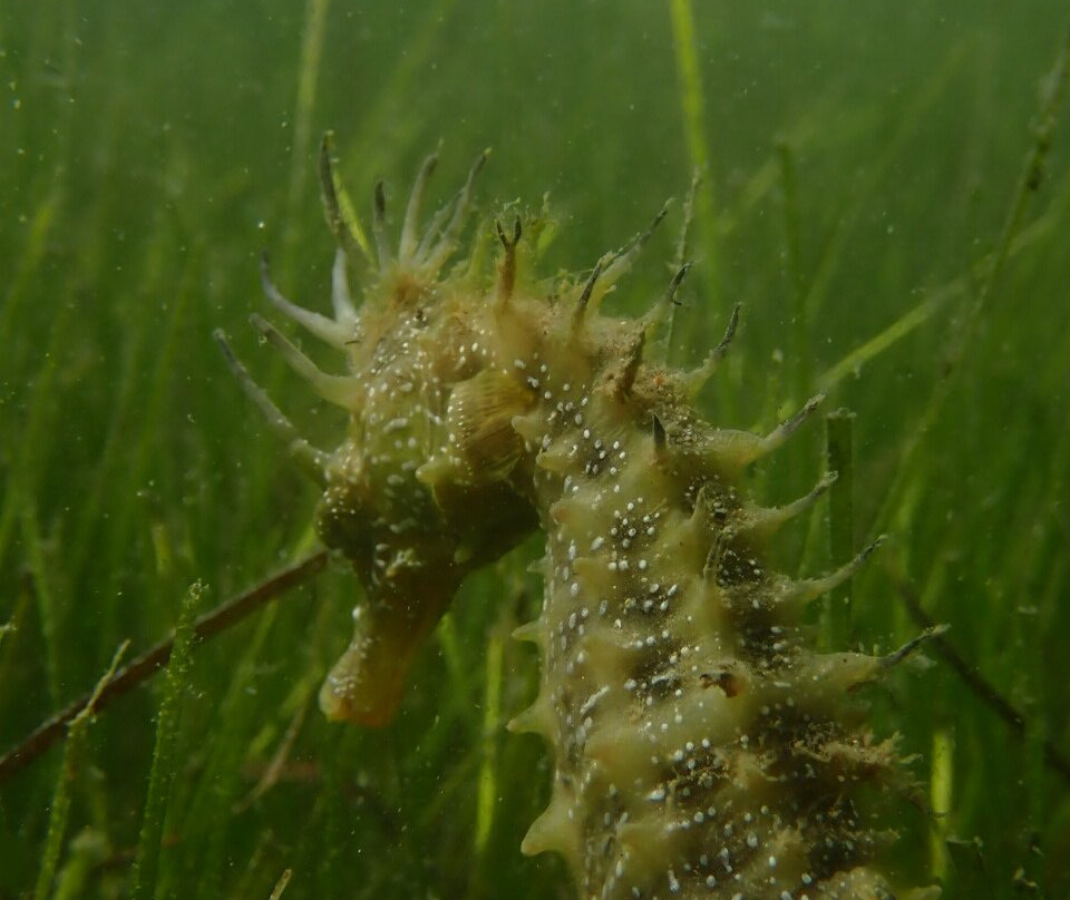 Passeios Ria Formosa-Fuseta必去景点