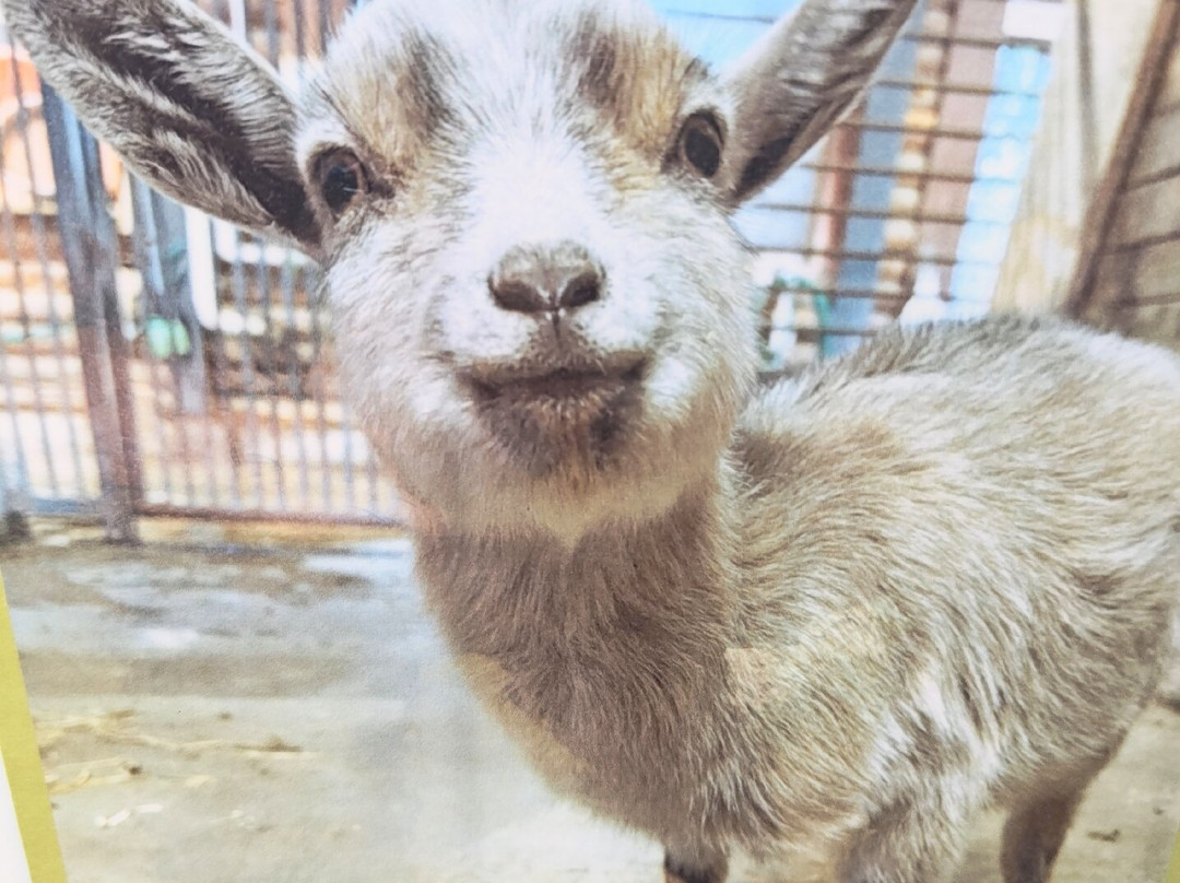 Ichikawa City Zoo-市川市必去景点