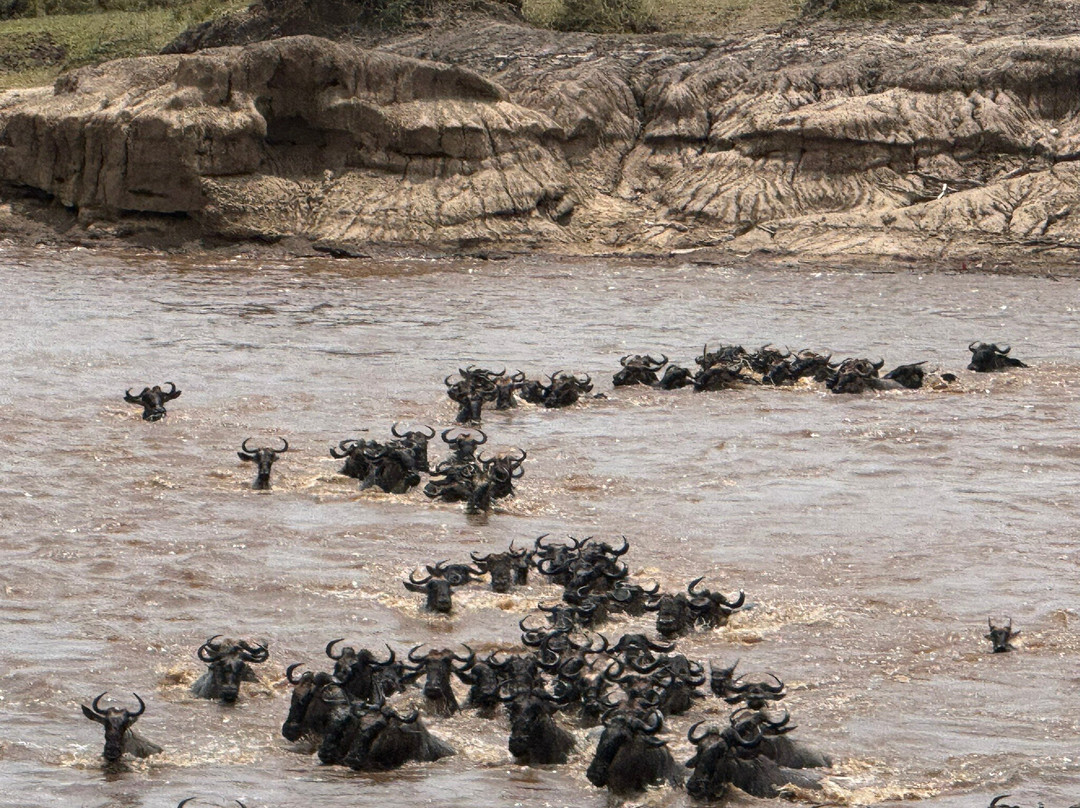 Kubwa Five Safaris-坎帕拉必去景点