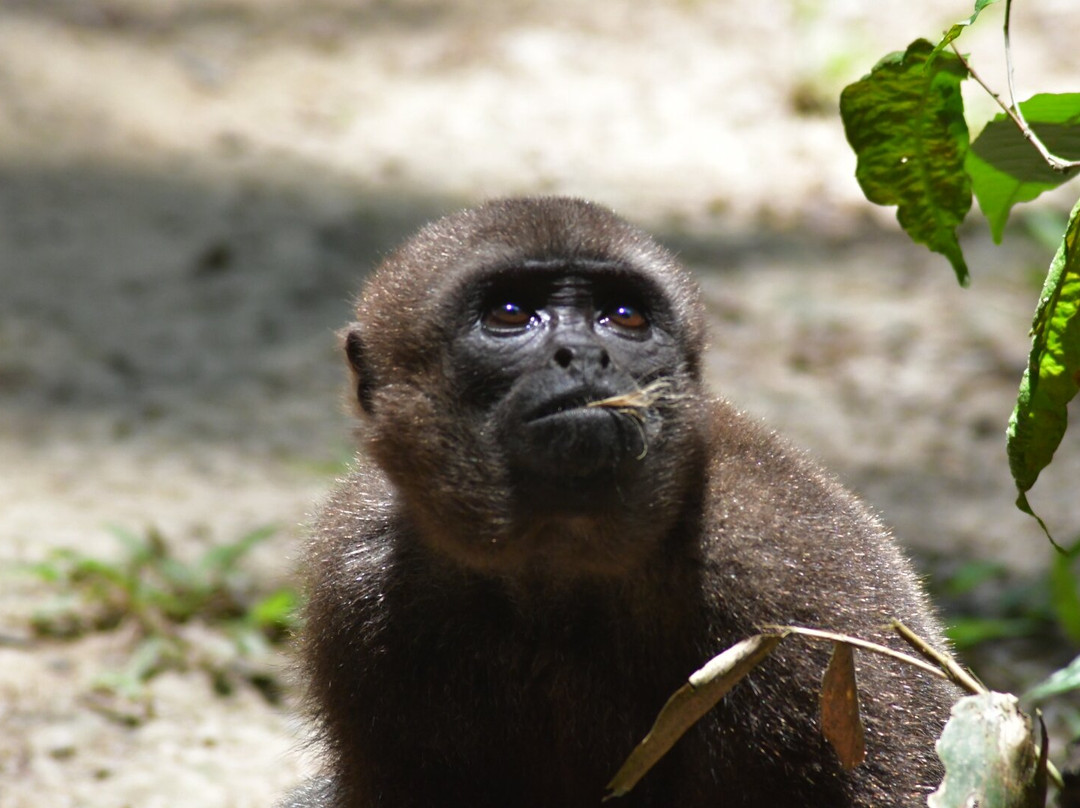 Fundación Maikuchiga-Loreto Mocagua必去景点