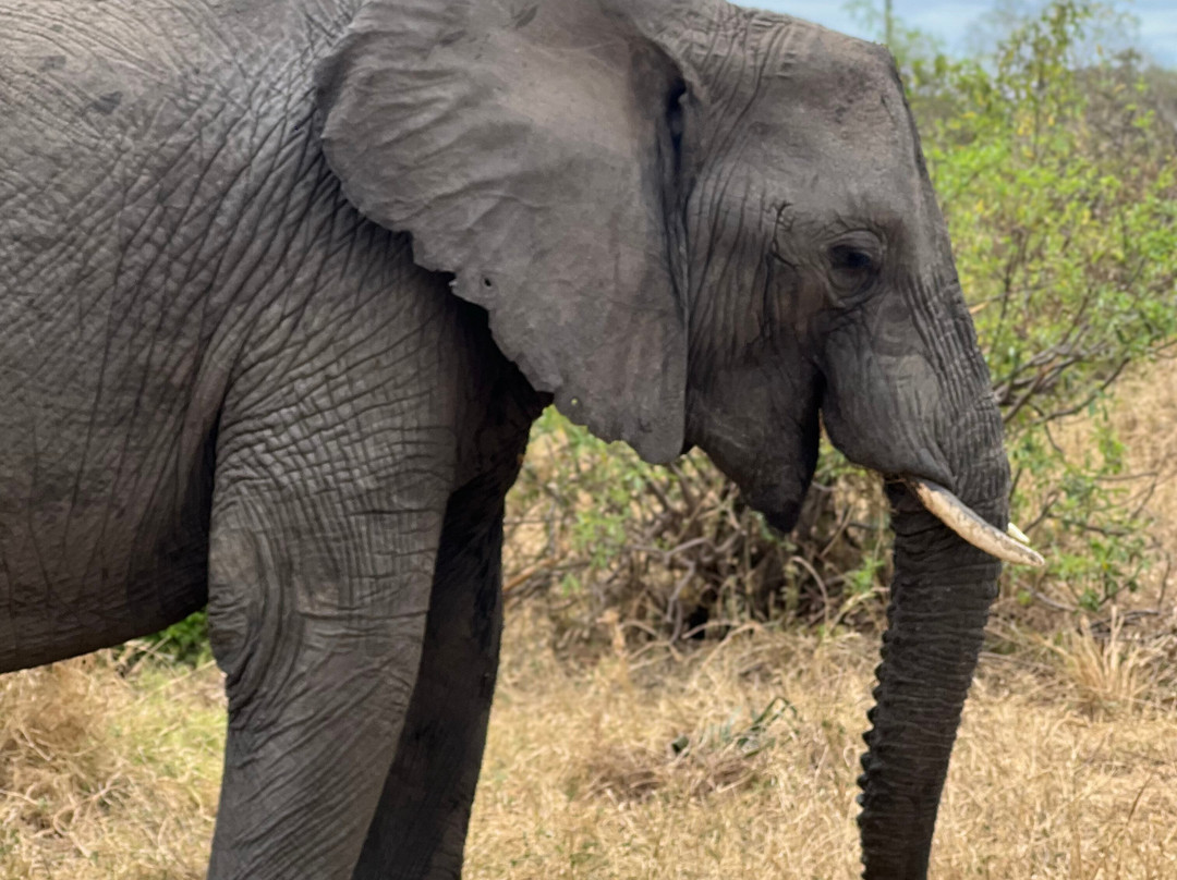 Shemeji Safari-阿鲁沙必去景点