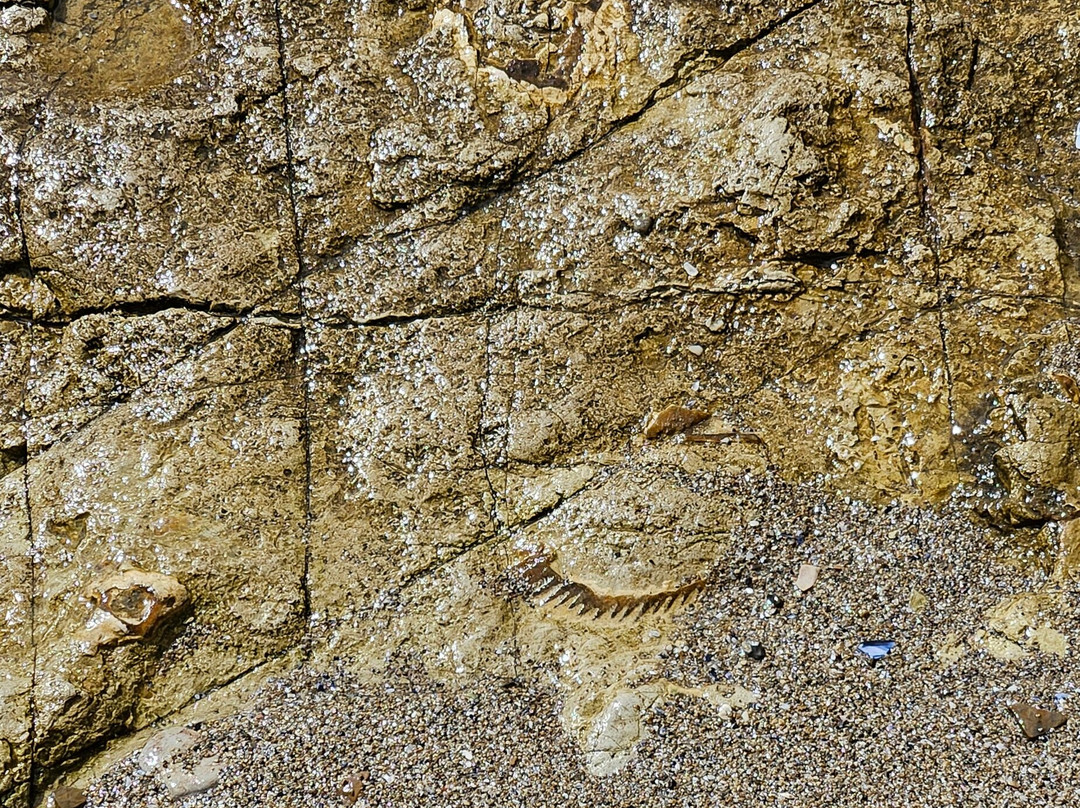 Fossil Cove-Blackmans Bay必去景点