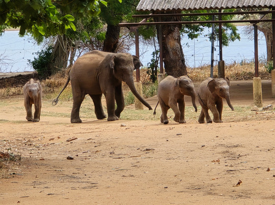 Travel With Sri-Ja Ela必去景点