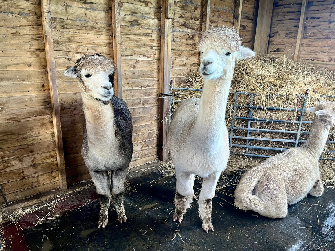 Natterjack Alpacas-Ormskirk必去景点
