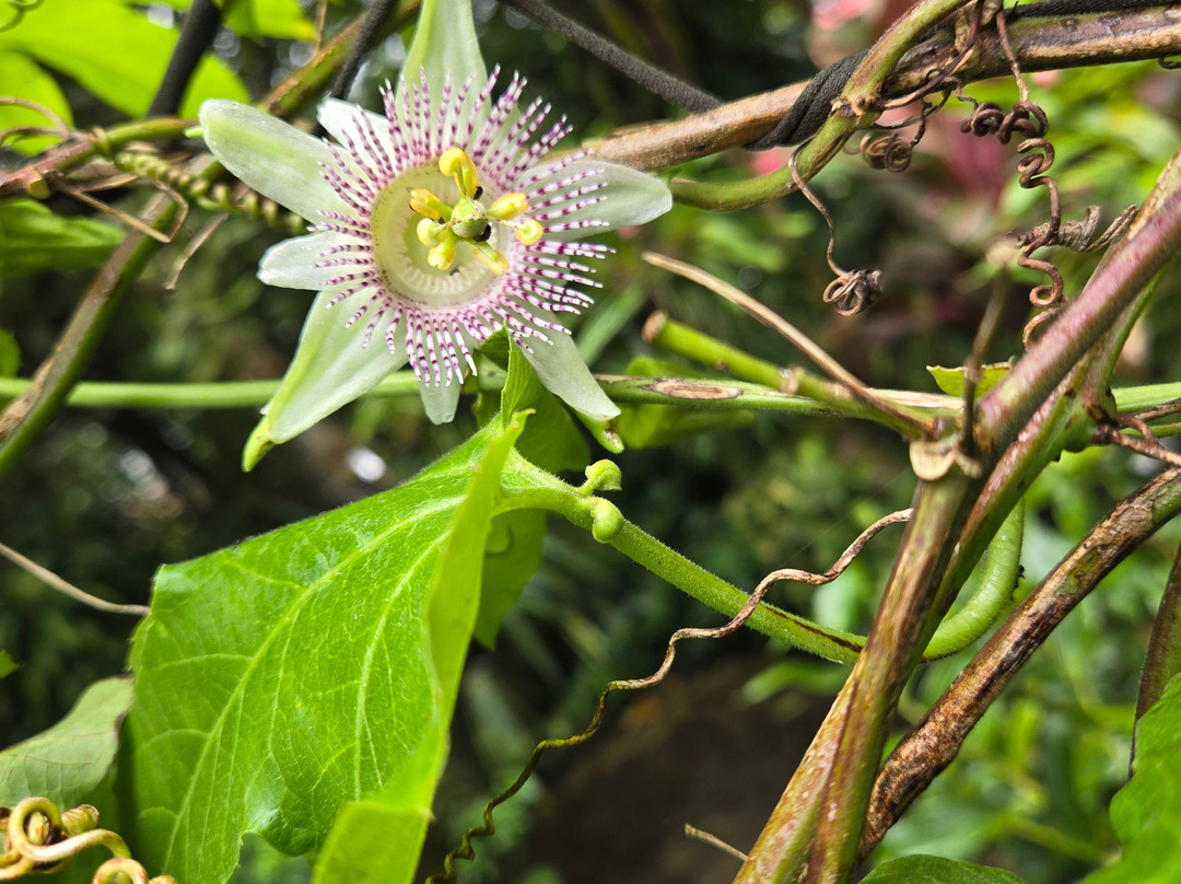 Monteverde Orchid Garden-圣埃伦娜必去景点