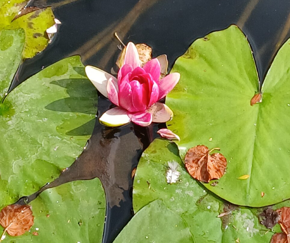 Kingston Maurward Park and Gardens-多切斯特必去景点