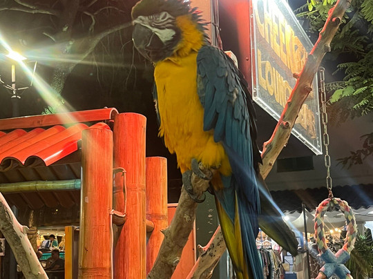 Cheeki Tiki Bar-桑塔尼必去景点