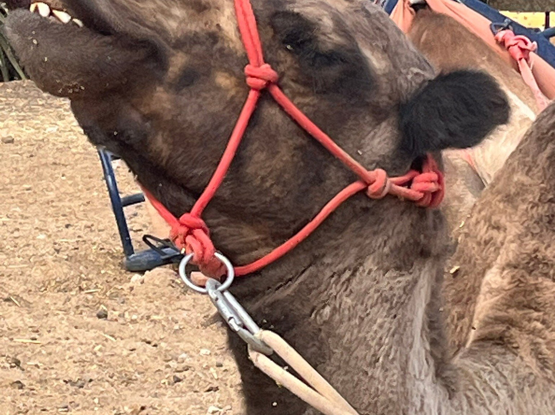 Camel Park-阿罗纳必去景点