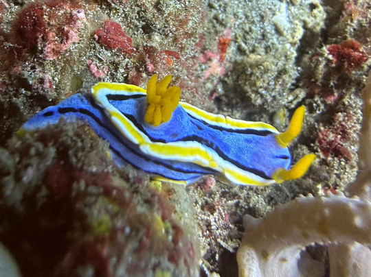 Alpha Dive Team - Bali Chapter-登巴萨必去景点