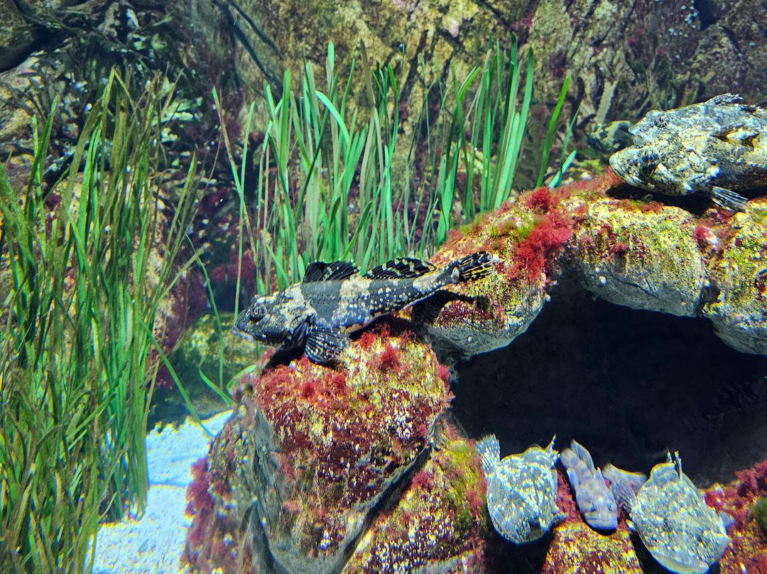 Ozeaneum-施特拉尔松德必去景点