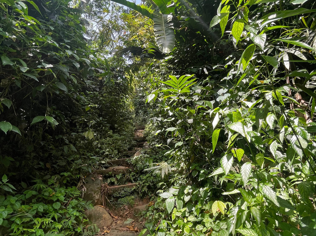 Seven Sisters Waterfalls Grenada-Grand Etang National Park必去景点