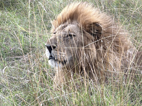 Kenya Incentive Tours & Safaris - Day Tours-内罗毕必去景点