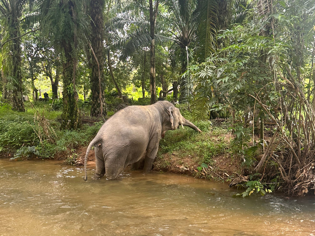 Khaolak Ethical Elephant Sanctuary-拉克山必去景点
