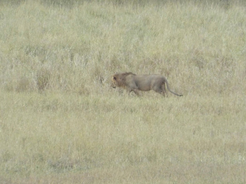 Bush Dwellers Kenya-迪亚尼必去景点