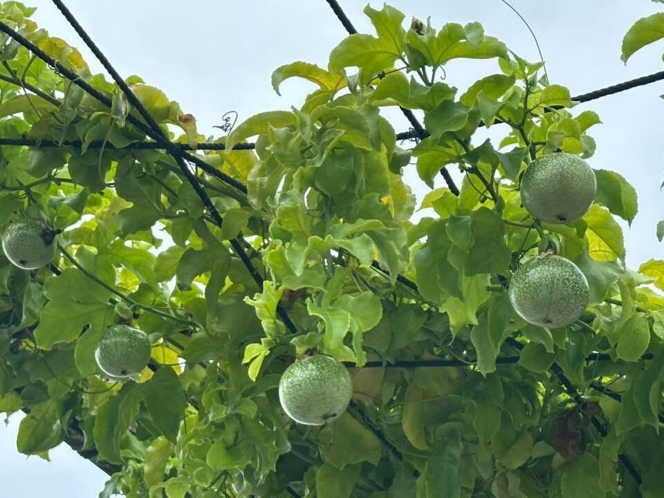 Pulau Ketam-Pulau Ketam必去景点