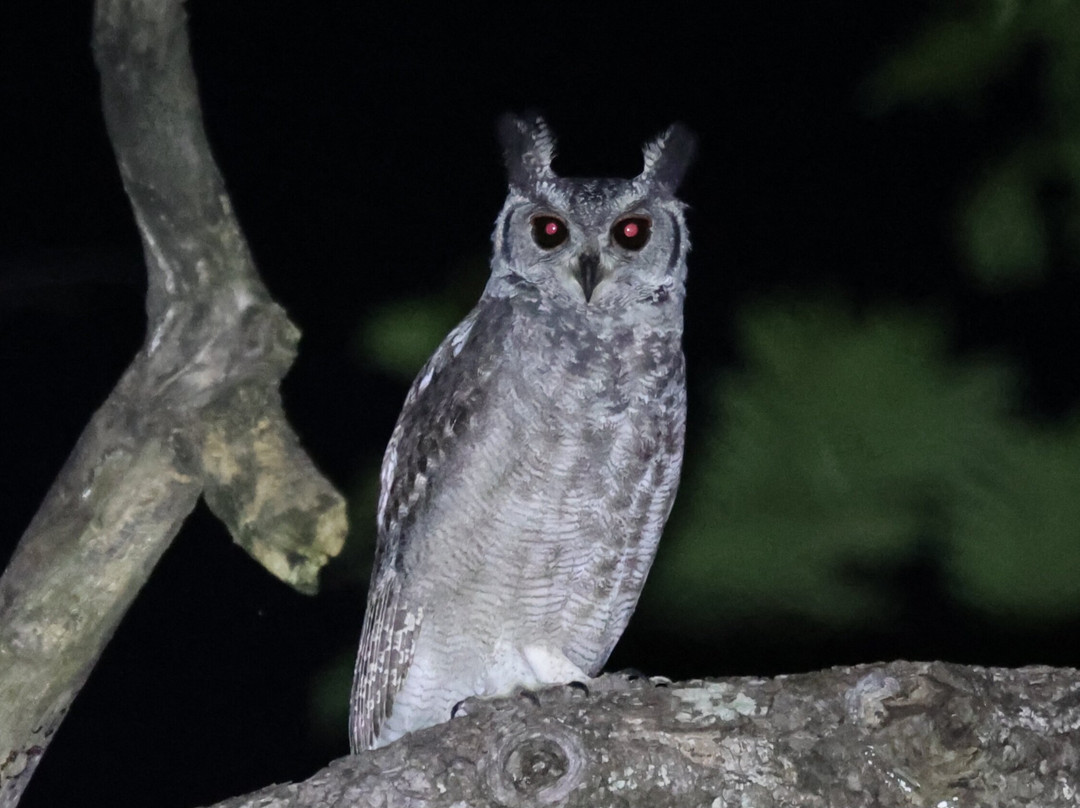Adventure Birding Tours-特马必去景点