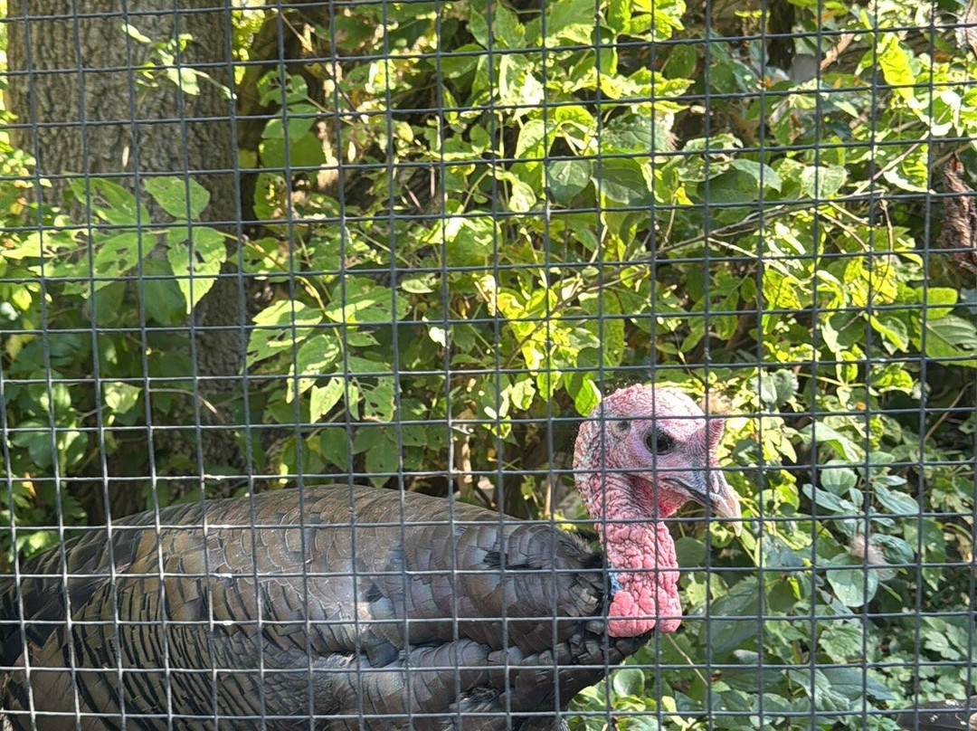 Zoo Ecomuseum-Sainte-Anne-de-Bellevue必去景点
