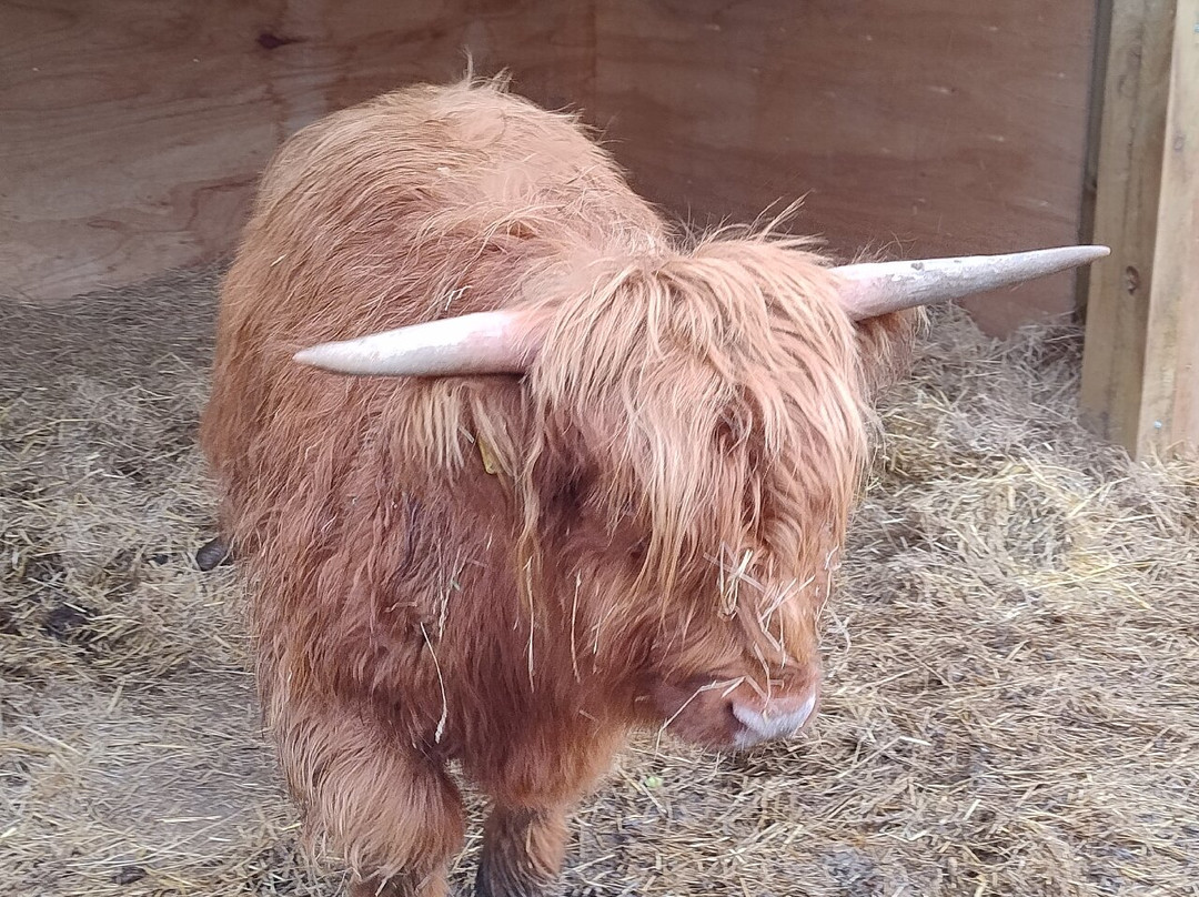 Quex Adventure Farm Park-Birchington必去景点