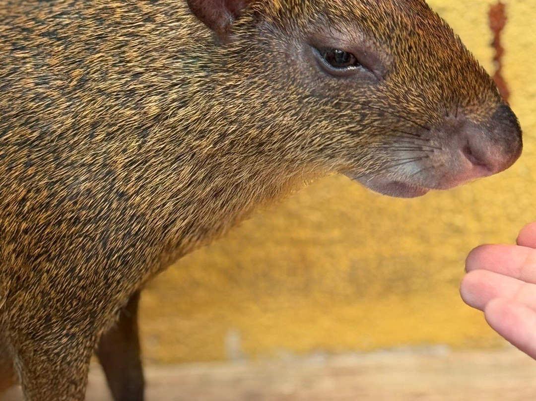 Cayman Parrot Sanctuary-East End必去景点