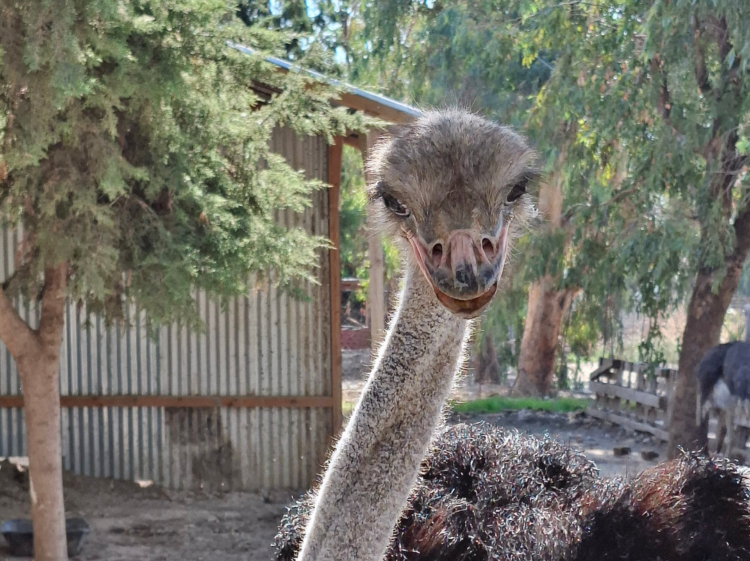 Farma of Rhodes Petting Zoo-罗德斯必去景点
