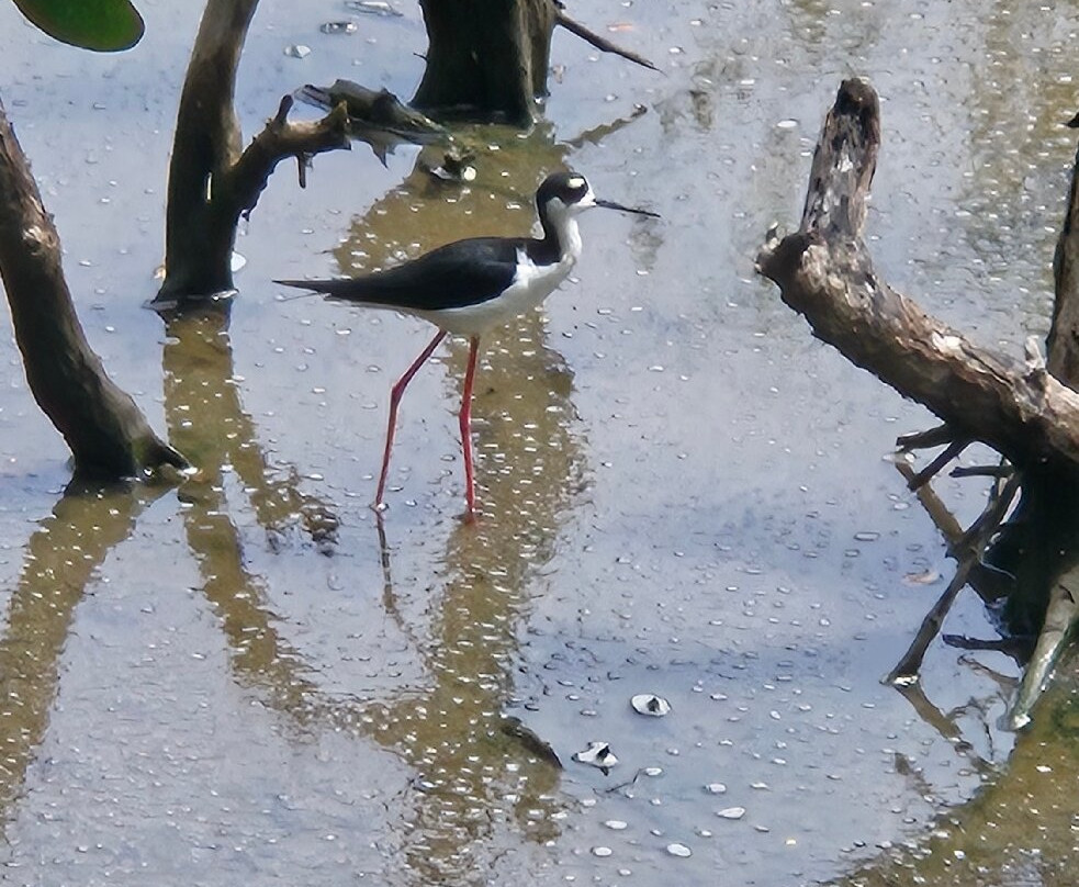 Ecoparque Ciénaga De Mallorquín-Barranquilla必去景点