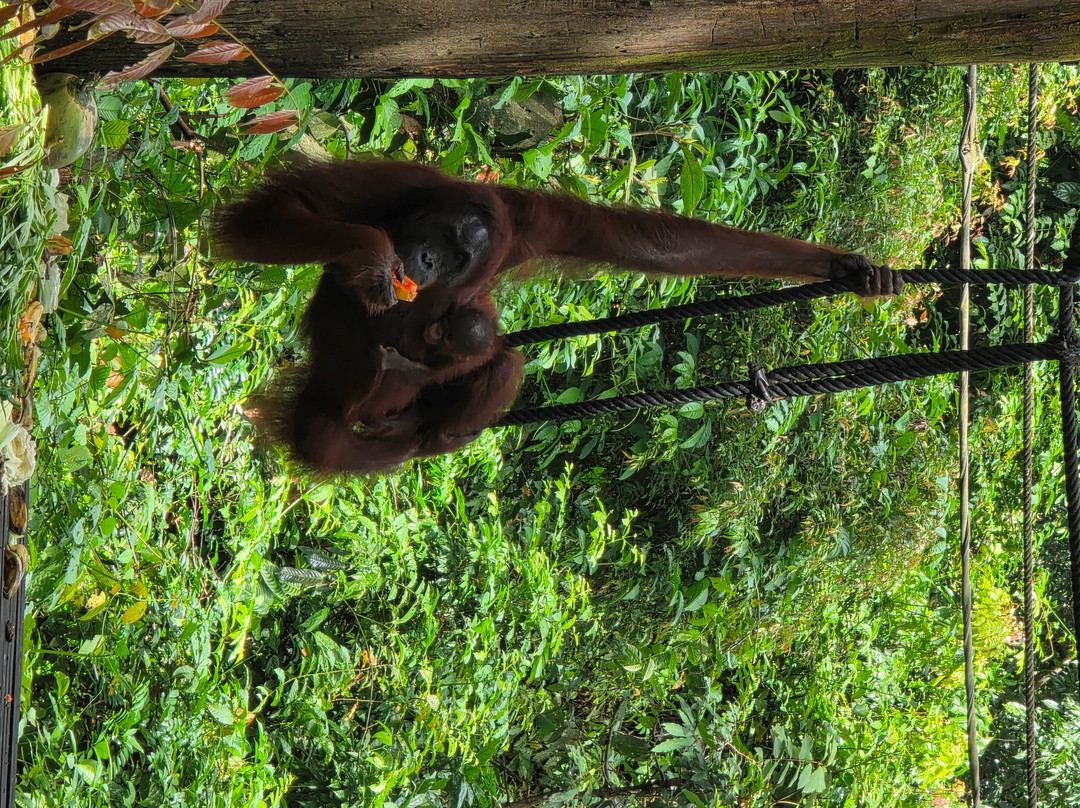 Borneo Eco Tours-亚庇必去景点
