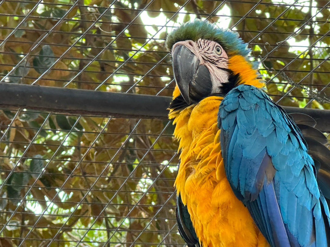 Guyana Zoological Park-乔治城必去景点
