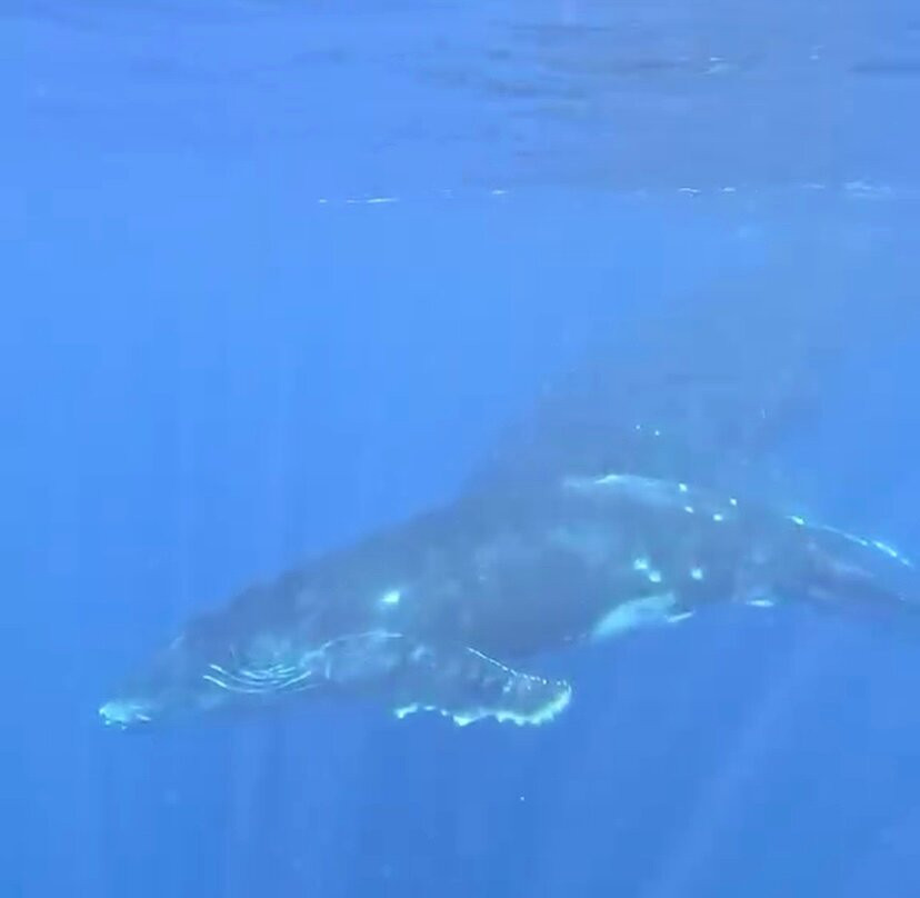 Dive and Sea Tahiti - Base nautique de Puna'auia-普纳奥亚必去景点