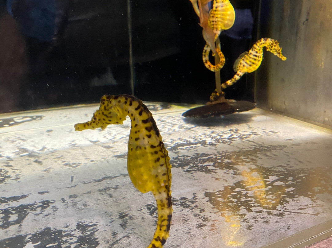 海洋骑士海马牧场-凯鲁瓦-柯纳必去景点