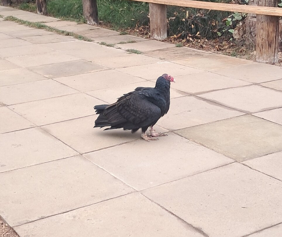 Baytree Owl and Raptor Centre-Spalding必去景点