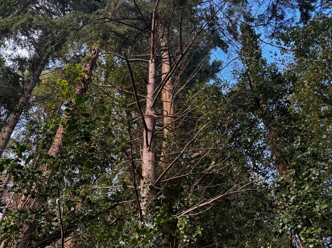 Glen Of The Downs Nature Reserve-Delgany必去景点