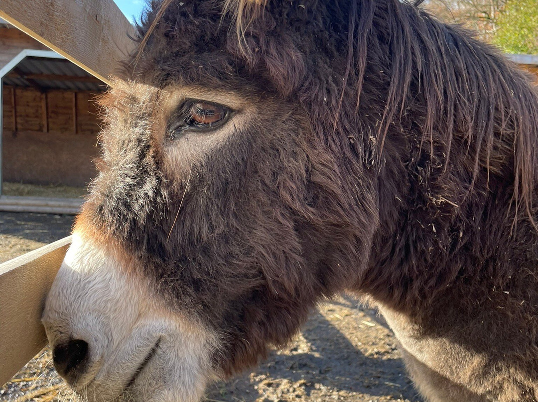 The Meadows Farm-卡菲利必去景点