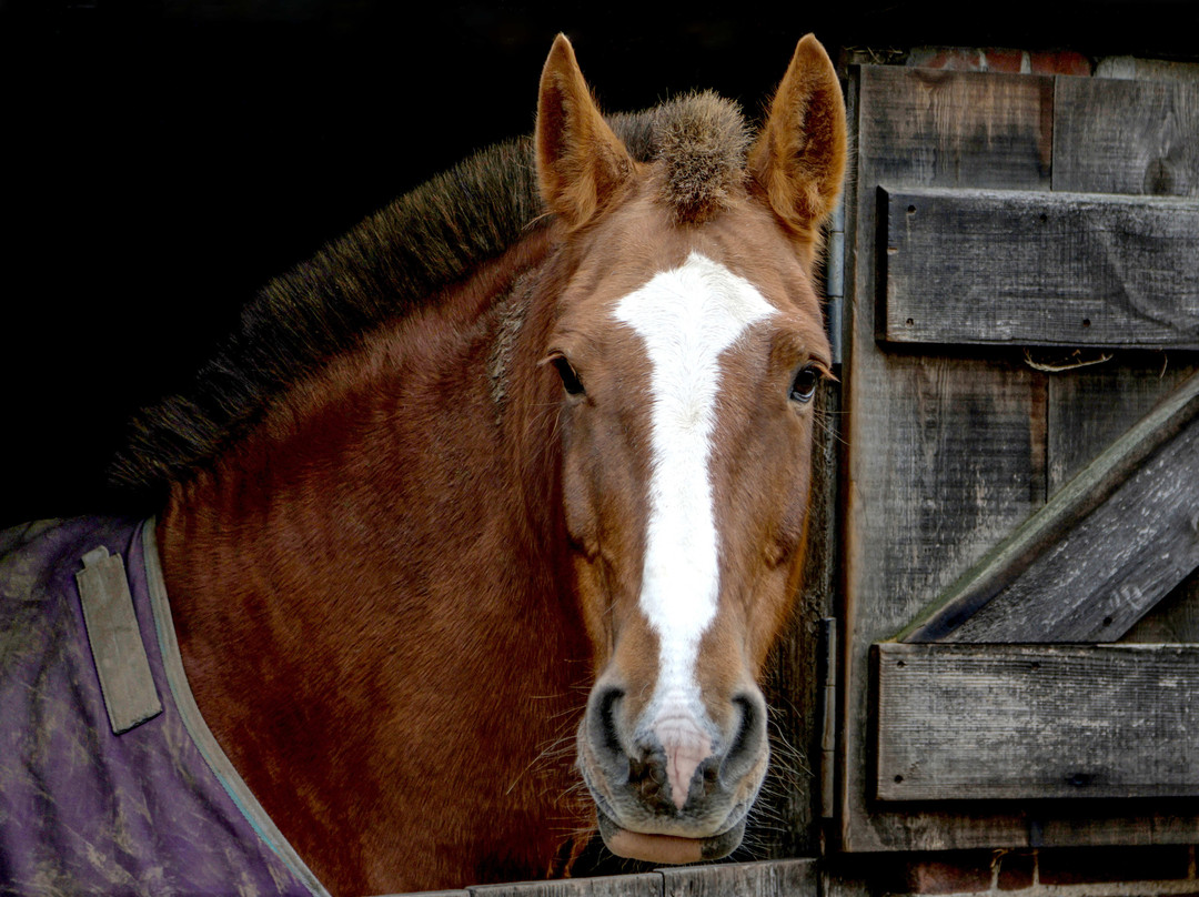 Dairy Barns Bed & Breakfast主图