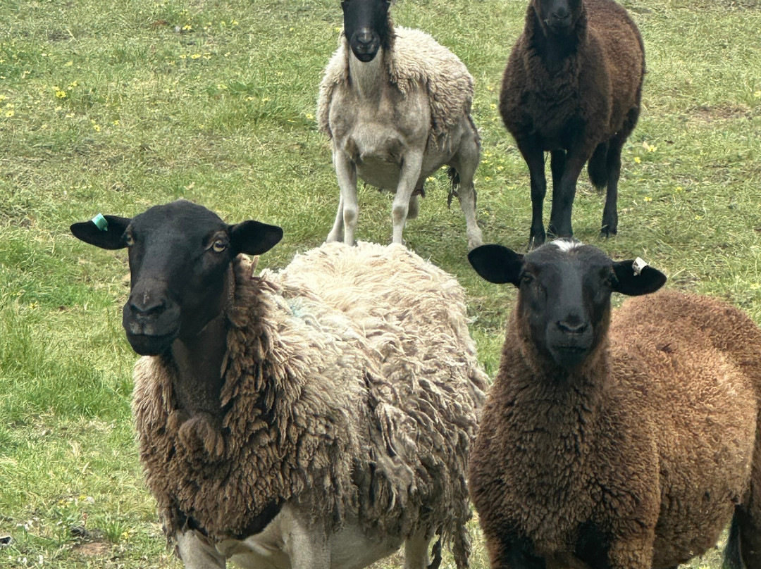 Henty Lodge Bed & Breakfast主图