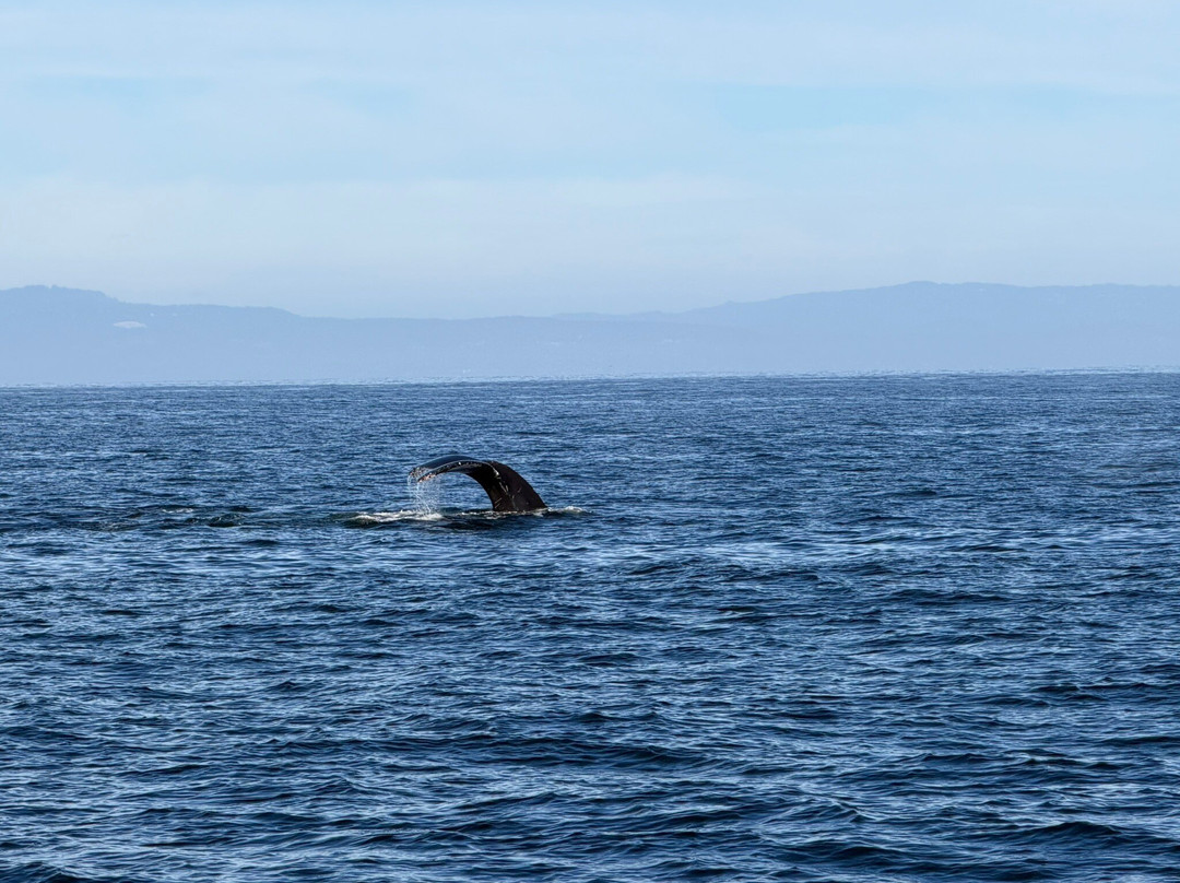 蒙特雷湾观鲸之旅-蒙特雷必去景点