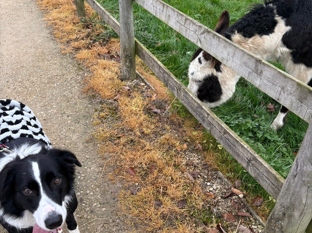 Bransby Horses-Bransby必去景点