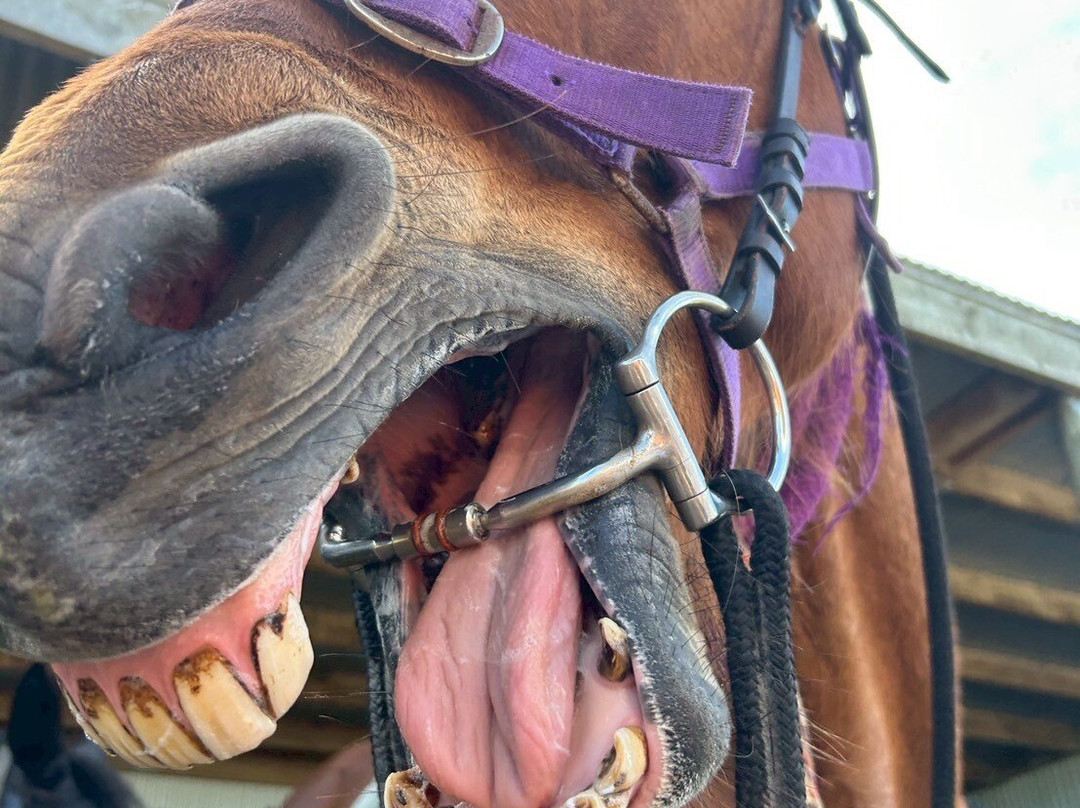 Surf & Turf Horse Riding Raglan-拉格伦必去景点