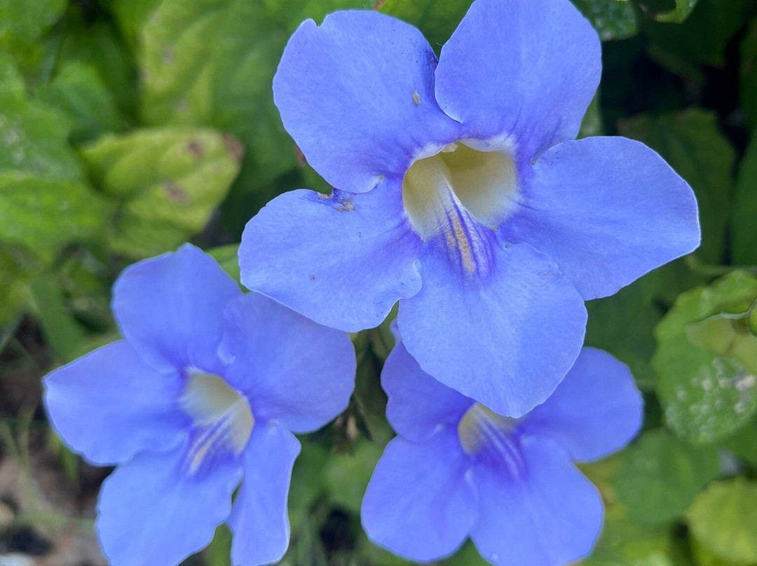 奥尔德马可岛旅馆及套房酒店主图