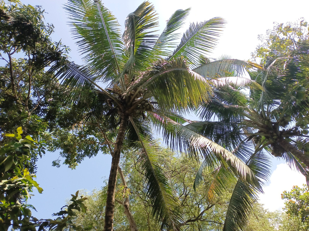 Matt India Ayurveda Centre-阿拉普扎必去景点