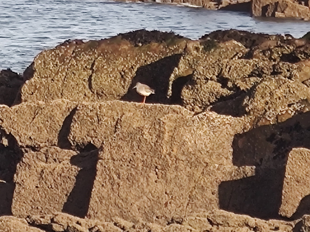 Cockenzie Harbour-Cockenzie必去景点