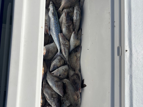 Dalis Fishing Charters-那不勒斯必去景点