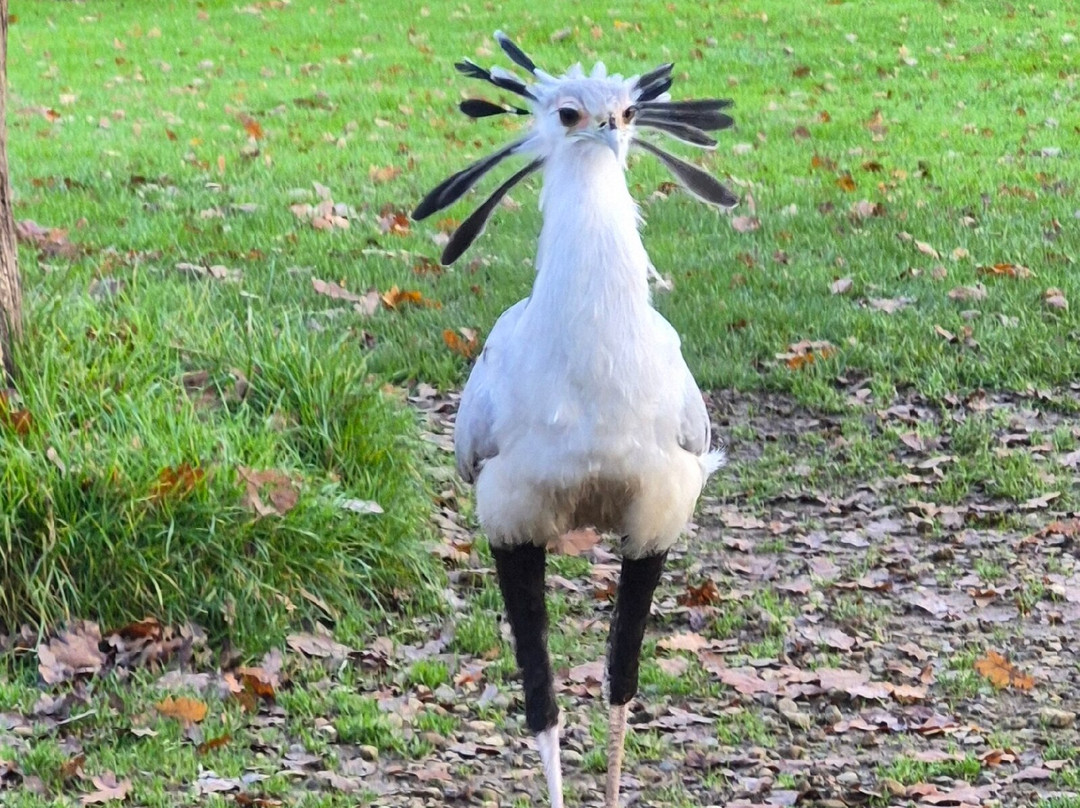 Cotswold Falconry Centre-莫顿因马什必去景点