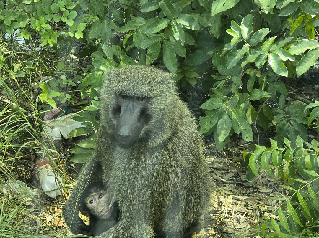 Awuni Tours Ghana-阿克拉必去景点