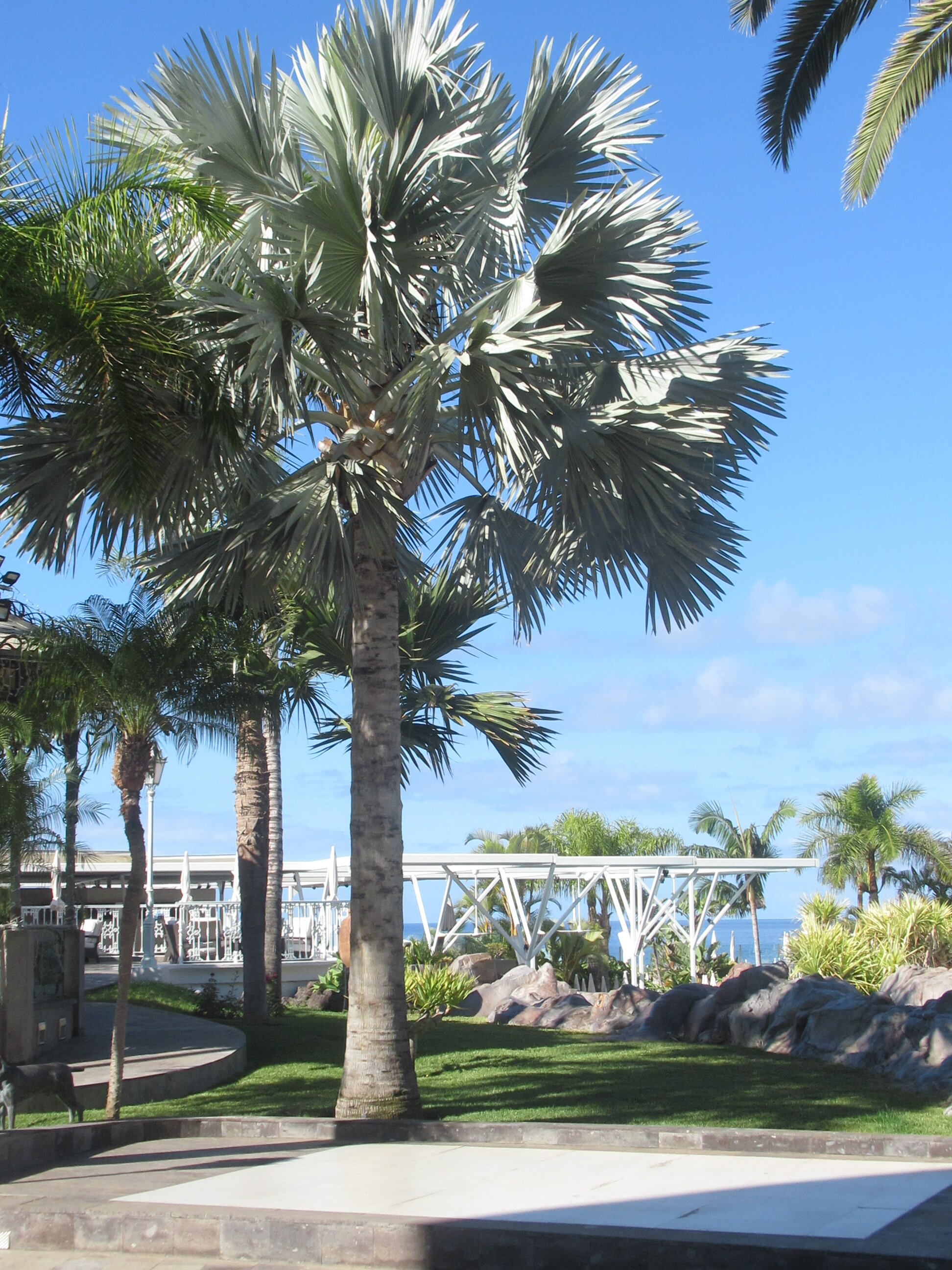 尼瓦利亚花园酒店-泳池