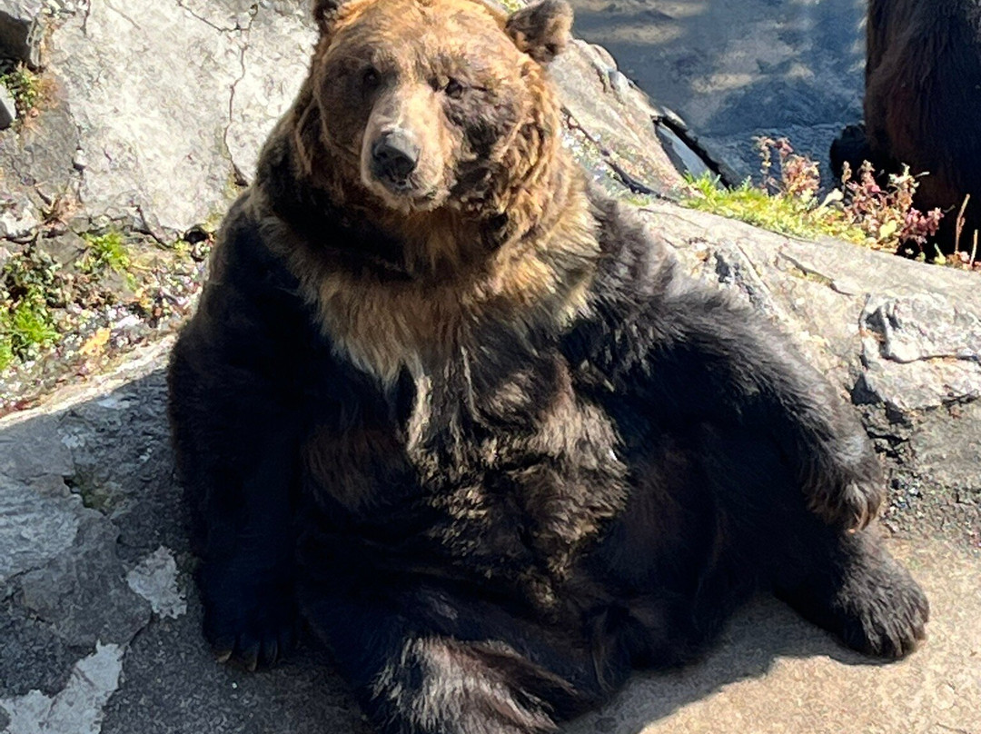 登别熊牧场-登别市必去景点