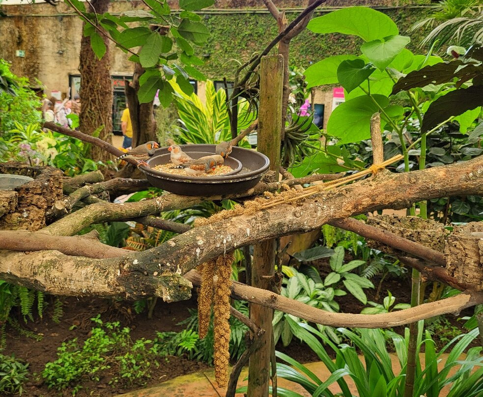 贝纳尔马德纳蝴蝶公园-班纳玛德纳必去景点