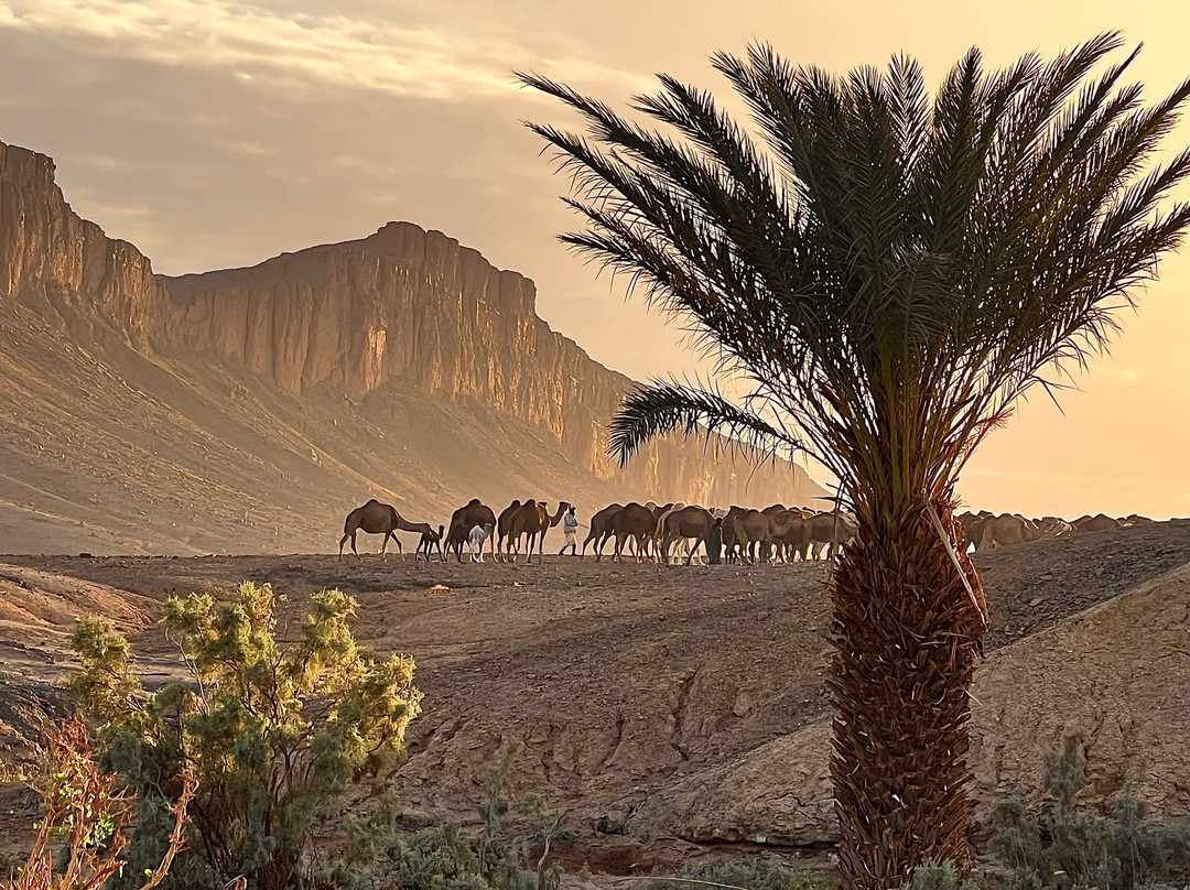 Caravane Renard du Desert-迈哈米德必去景点
